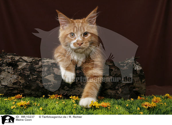 Maine Coon / RR-10237