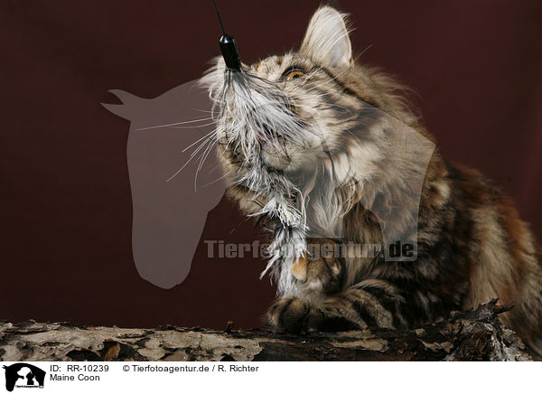 Maine Coon / Maine Coon / RR-10239