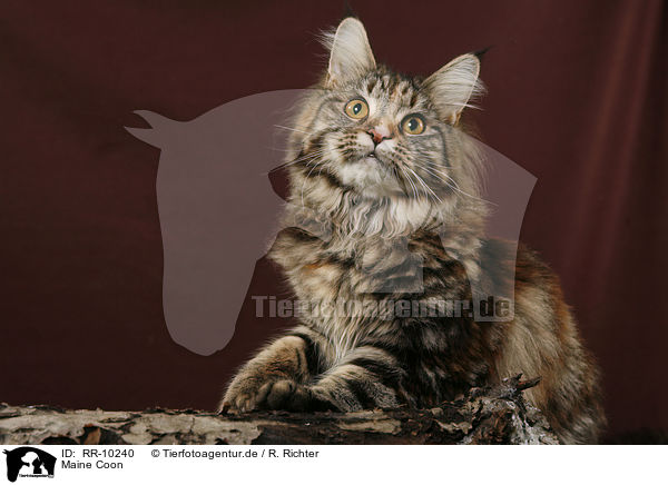 Maine Coon / Maine Coon / RR-10240