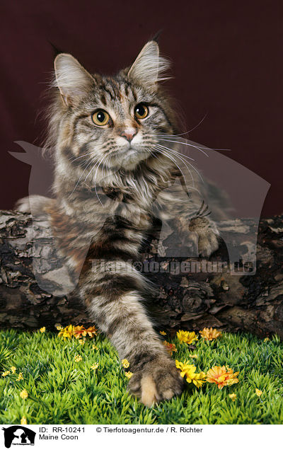 Maine Coon / RR-10241