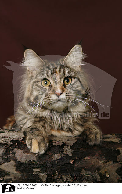Maine Coon / RR-10242