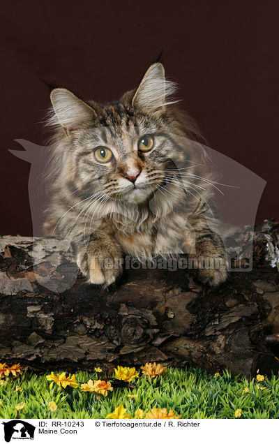 Maine Coon / RR-10243