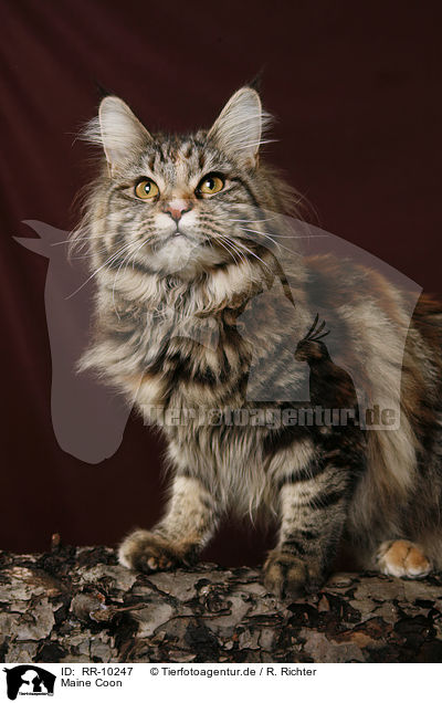Maine Coon / Maine Coon / RR-10247