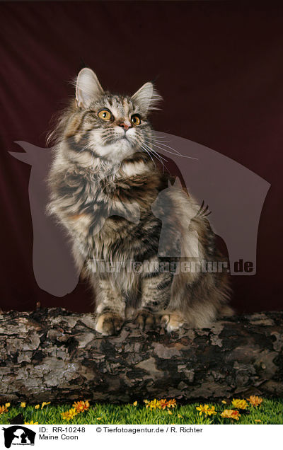 Maine Coon / Maine Coon / RR-10248