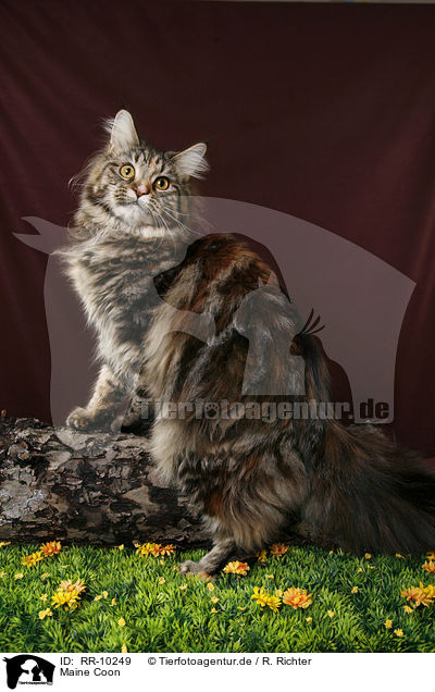 Maine Coon / Maine Coon / RR-10249