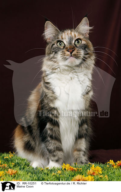 Maine Coon / RR-10251