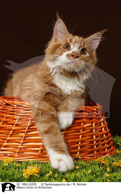 Maine Coon im Krbchen / RR-10255