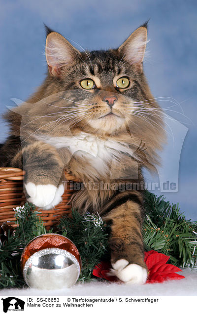 Maine Coon zu Weihnachten / Maine Coon at christmas / SS-06653