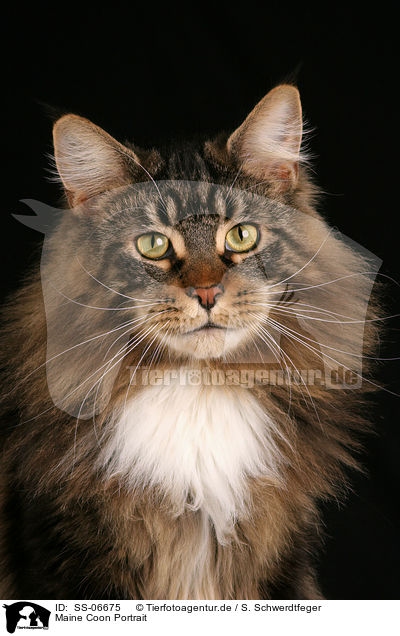 Maine Coon Portrait / Maine Coon Portrait / SS-06675