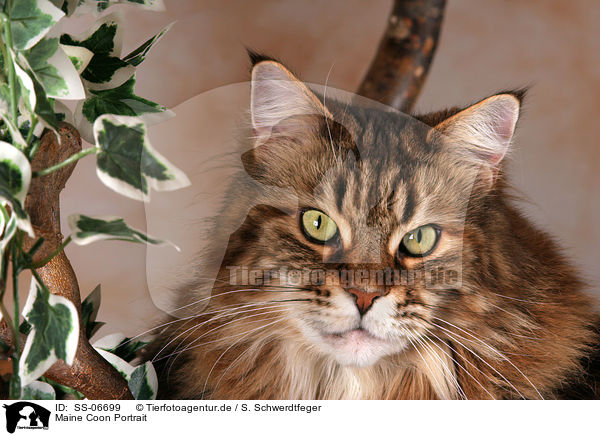 Maine Coon Portrait / Maine Coon Portrait / SS-06699