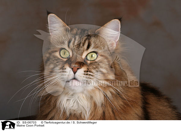 Maine Coon Portrait / Maine Coon Portrait / SS-06703