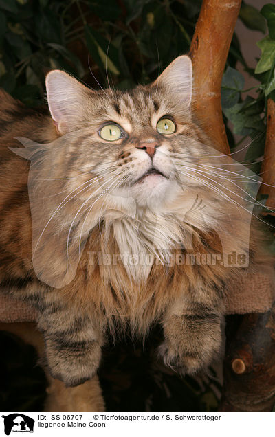 liegende Maine Coon / lying Maine Coon / SS-06707