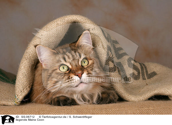 liegende Maine Coon / lying Maine Coon / SS-06712