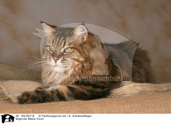 liegende Maine Coon / lying Maine Coon / SS-06718