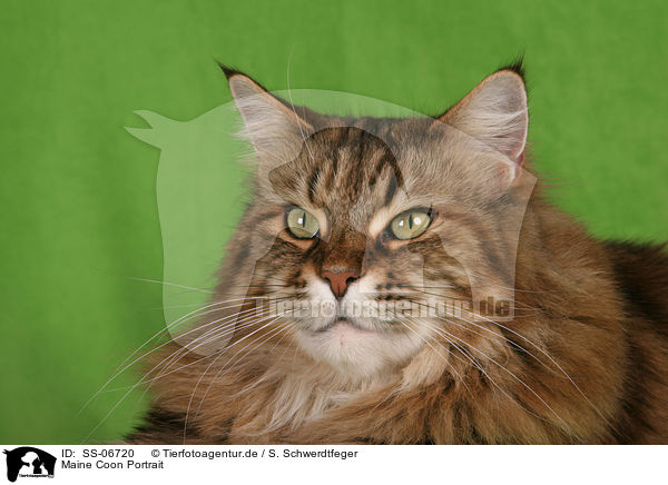 Maine Coon Portrait / Maine Coon Portrait / SS-06720