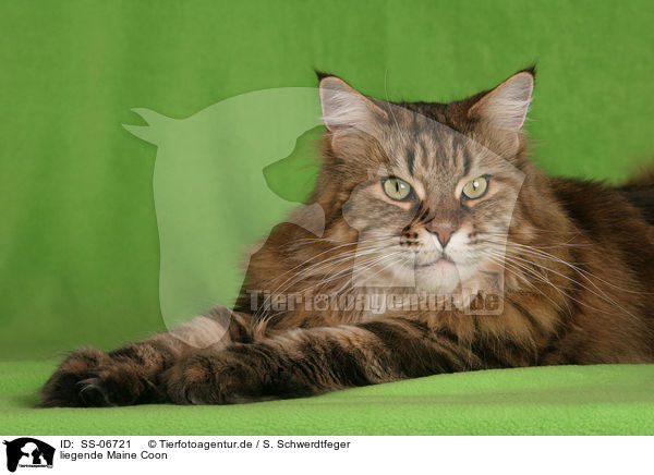 liegende Maine Coon / lying Maine Coon / SS-06721