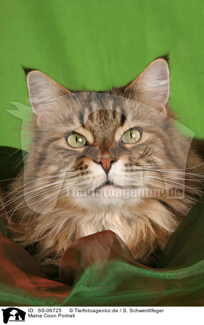 Maine Coon Portrait / Maine Coon Portrait / SS-06725