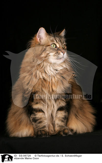 sitzende Maine Coon / sitting Maine Coon / SS-06728