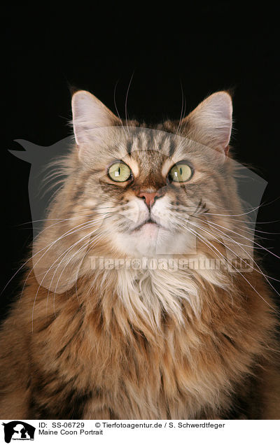 Maine Coon Portrait / Maine Coon Portrait / SS-06729