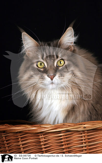 Maine Coon Portrait / Maine Coon Portrait / SS-06736