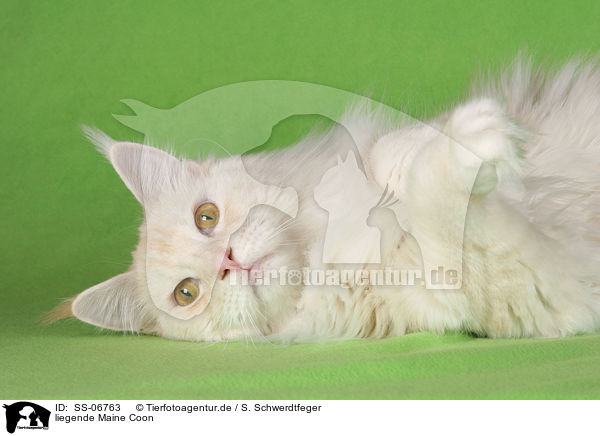 liegende Maine Coon / lying Maine Coon / SS-06763