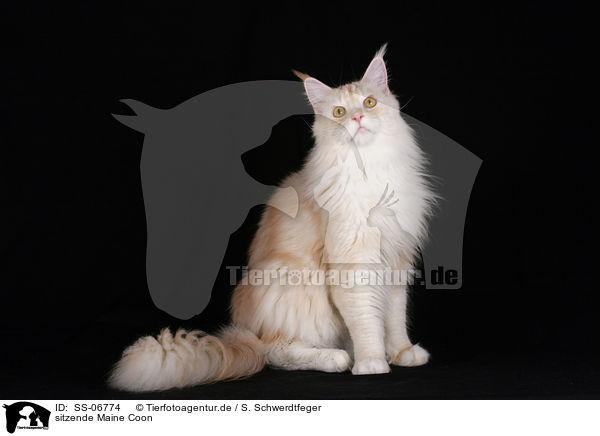 sitzende Maine Coon / sitting Maine Coon / SS-06774