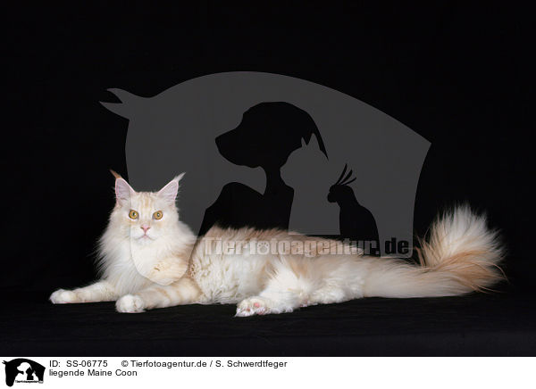 liegende Maine Coon / lying Maine Coon / SS-06775