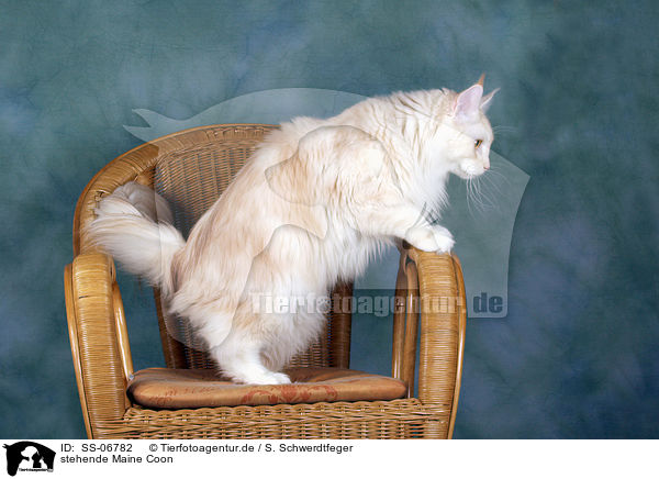 stehende Maine Coon / standing Maine Coon / SS-06782