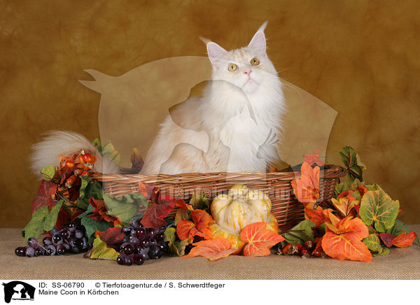 Maine Coon in Krbchen / Maine Coon in basket / SS-06790