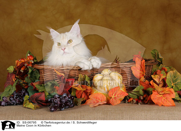 Maine Coon in Krbchen / Maine Coon in basket / SS-06795