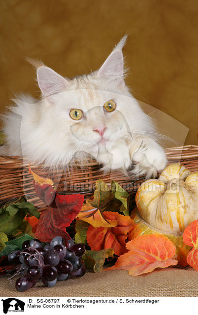 Maine Coon in Krbchen / Maine Coon in basket / SS-06797