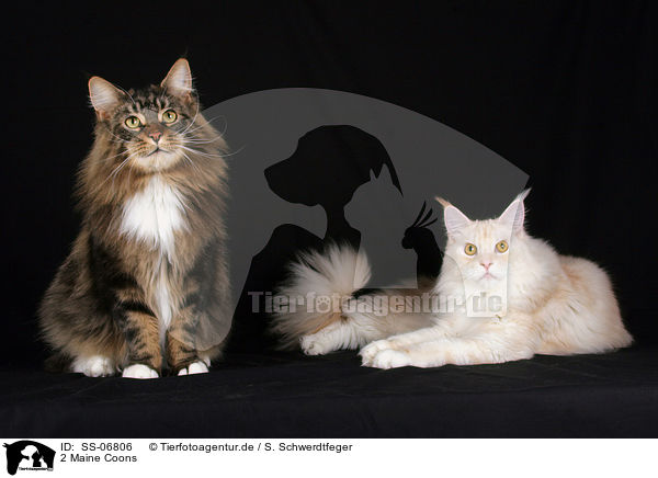 2 Maine Coons / 2 Maine Coons / SS-06806