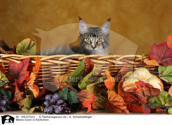 Maine Coon in Krbchen / Maine Coon in basket / SS-07023