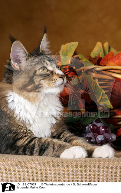 liegende Maine Coon / lying Maine Coon / SS-07027