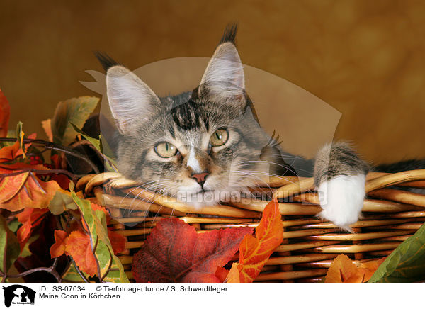 Maine Coon in Krbchen / Maine Coon in basket / SS-07034