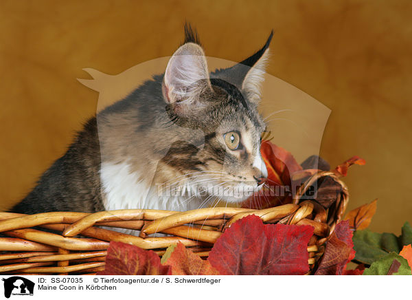 Maine Coon in Krbchen / Maine Coon in basket / SS-07035