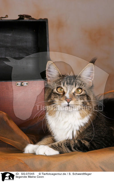 liegende Maine Coon / lying Maine Coon / SS-07045