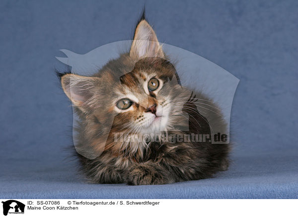 Maine Coon Ktzchen / Maine Coon Kitten / SS-07086