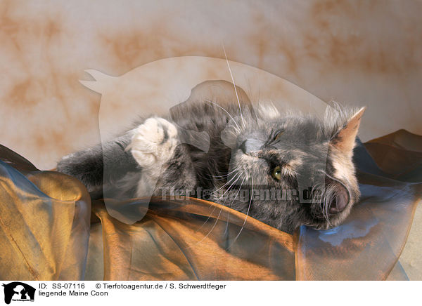 liegende Maine Coon / lying Maine Coon / SS-07116