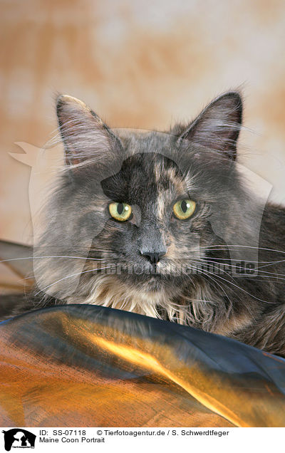 Maine Coon Portrait / Maine Coon Portrait / SS-07118