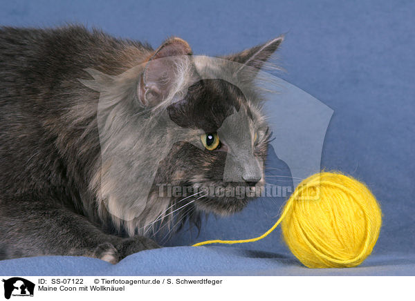 Maine Coon mit Wollknuel / Maine Coon with ball of wool / SS-07122