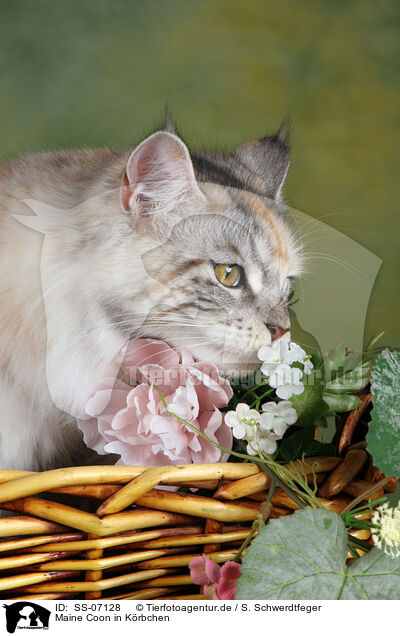 Maine Coon in Krbchen / Maine Coon in basket / SS-07128