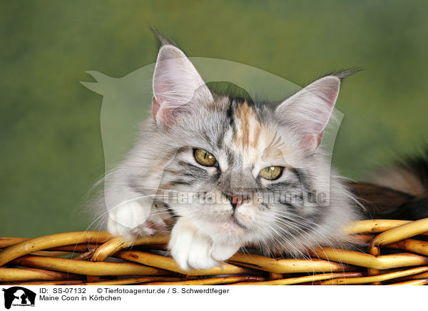 Maine Coon in Krbchen / Maine Coon in basket / SS-07132