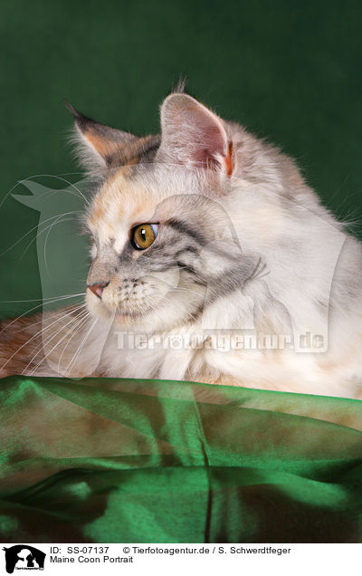 Maine Coon Portrait / Maine Coon Portrait / SS-07137