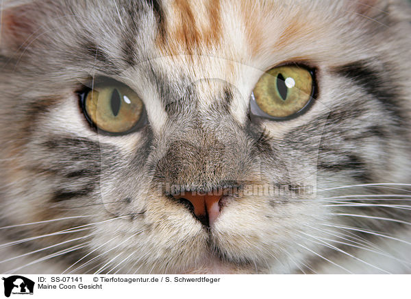 Maine Coon Gesicht / Maine Coon face / SS-07141