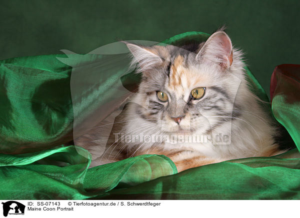 Maine Coon Portrait / Maine Coon Portrait / SS-07143