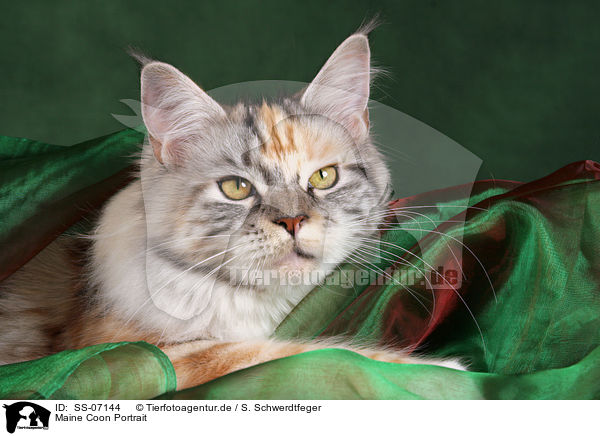 Maine Coon Portrait / Maine Coon Portrait / SS-07144