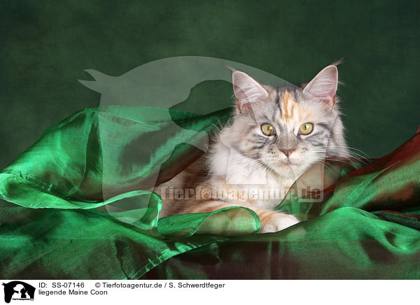 liegende Maine Coon / lying Maine Coon / SS-07146