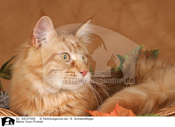 Maine Coon Portrait / Maine Coon Portrait / SS-07408