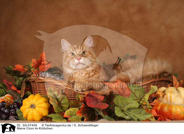 Maine Coon im Krbchen / Maine Coon in basket / SS-07409